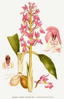 Orchis mâle. Planche d'identification Linnemand. Cliquer pour agrandir l'image.