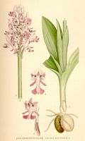 Orchis militaire. Planche d'identification Linnemand. Cliquer pour agrandir l'image.