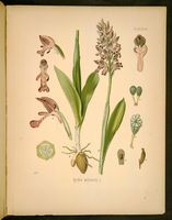 Orchis militaire. Planche d'identification Koehler. Cliquer pour agrandir l'image.