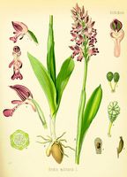 Orchis militaire. Planche d'identification Koehler. Cliquer pour agrandir l'image.