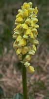 Orchis pâle. Cliquer pour agrandir l'image.