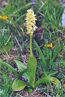Orchis pâle. Cliquer pour agrandir l'image.