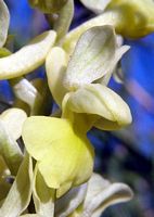 Orchis pâle. Cliquer pour agrandir l'image.