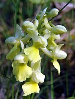 Orchis pâle. Cliquer pour agrandir l'image.