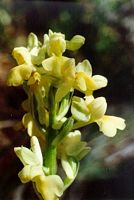 Orchis pâle. Cliquer pour agrandir l'image.
