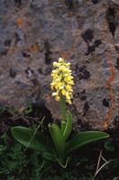 Orchis pâle. Cliquer pour agrandir l'image.