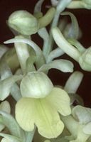 Orchis pâle. Cliquer pour agrandir l'image.