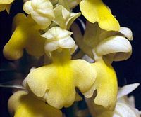 Orchis pâle. Cliquer pour agrandir l'image.