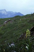 Orchis pâle. Habitat. Cliquer pour agrandir l'image.
