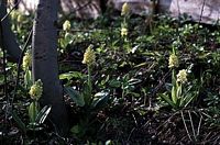 Orchis pâle. Habitat. Cliquer pour agrandir l'image.