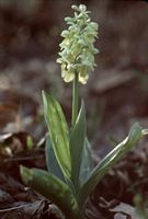 Orchis pâle. Cliquer pour agrandir l'image.