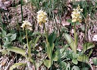 Orchis pâle. Cliquer pour agrandir l'image.