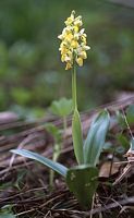 Orchis pâle. Cliquer pour agrandir l'image.