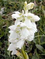 Orchis pâle. Cliquer pour agrandir l'image.