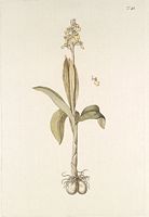 Orchis pâle. Dessin. Cliquer pour agrandir l'image.