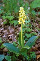 Orchis pâle. Cliquer pour agrandir l'image.