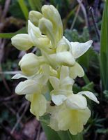 Orchis pâle. Cliquer pour agrandir l'image.