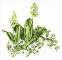 Orchis pâle. Dessin. Cliquer pour agrandir l'image.