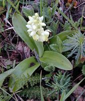 Orchis pâle. Cliquer pour agrandir l'image.