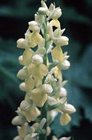 Orchis pâle. Cliquer pour agrandir l'image.