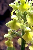 Orchis pâle. Fleur. Cliquer pour agrandir l'image.
