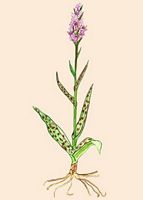 Orchis tacheté. Dessin. Cliquer pour agrandir l'image.