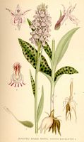 Orchis tacheté. Dessin d'identification. Cliquer pour agrandir l'image.