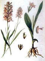 Orchis tacheté. Dessin d'identification. Cliquer pour agrandir l'image.