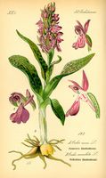 Orchis tacheté. Planche d'identification Thomé. Cliquer pour agrandir l'image.