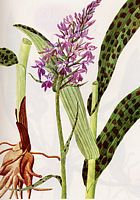 Orchis tacheté. Cliquer pour agrandir l'image. Orchis tacheté. Cliquer pour agrandir l'image.
