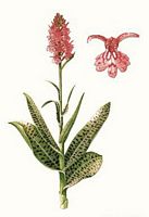 Orchis tacheté. Dessin d'identification. Cliquer pour agrandir l'image.