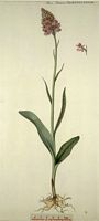Orchis tacheté. Dessin d'identification. Cliquer pour agrandir l'image.