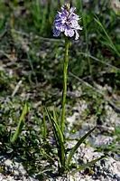 Orchis tacheté. Cliquer pour agrandir l'image.