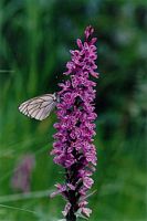 Orchis tacheté. Cliquer pour agrandir l'image. Orchis tacheté. Cliquer pour agrandir l'image.