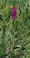 Orchis tacheté. Cliquer pour agrandir l'image.