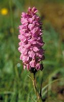 Orchis tacheté. Cliquer pour agrandir l'image.