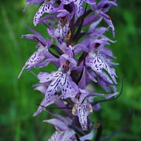 Orchis tacheté. Cliquer pour agrandir l'image.