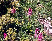 Orchis tacheté. Cliquer pour agrandir l'image.