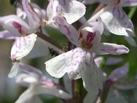 Orchis tacheté. Cliquer pour agrandir l'image.