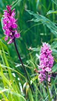 Orchis tacheté. Cliquer pour agrandir l'image.