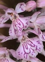 Orchis tacheté. Cliquer pour agrandir l'image.