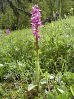 Orchis tacheté. Cliquer pour agrandir l'image.