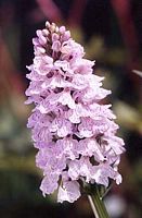 Orchis tacheté. Cliquer pour agrandir l'image.