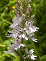 Orchis tacheté. Cliquer pour agrandir l'image.