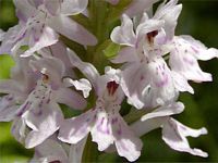 Orchis tacheté. Cliquer pour agrandir l'image.