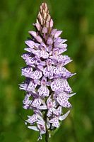 Orchis tacheté. Cliquer pour agrandir l'image.