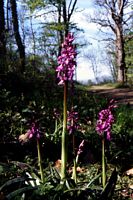 Orchis tacheté près de Sarcenat. août 1997