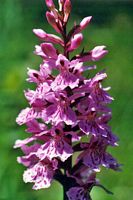 Orchis tacheté. Cliquer pour agrandir l'image. Orchis tacheté. Cliquer pour agrandir l'image.