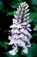 Orchis tacheté. Cliquer pour agrandir l'image. Orchis tacheté. Cliquer pour agrandir l'image.