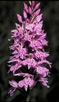 Orchis tacheté. Cliquer pour agrandir l'image.